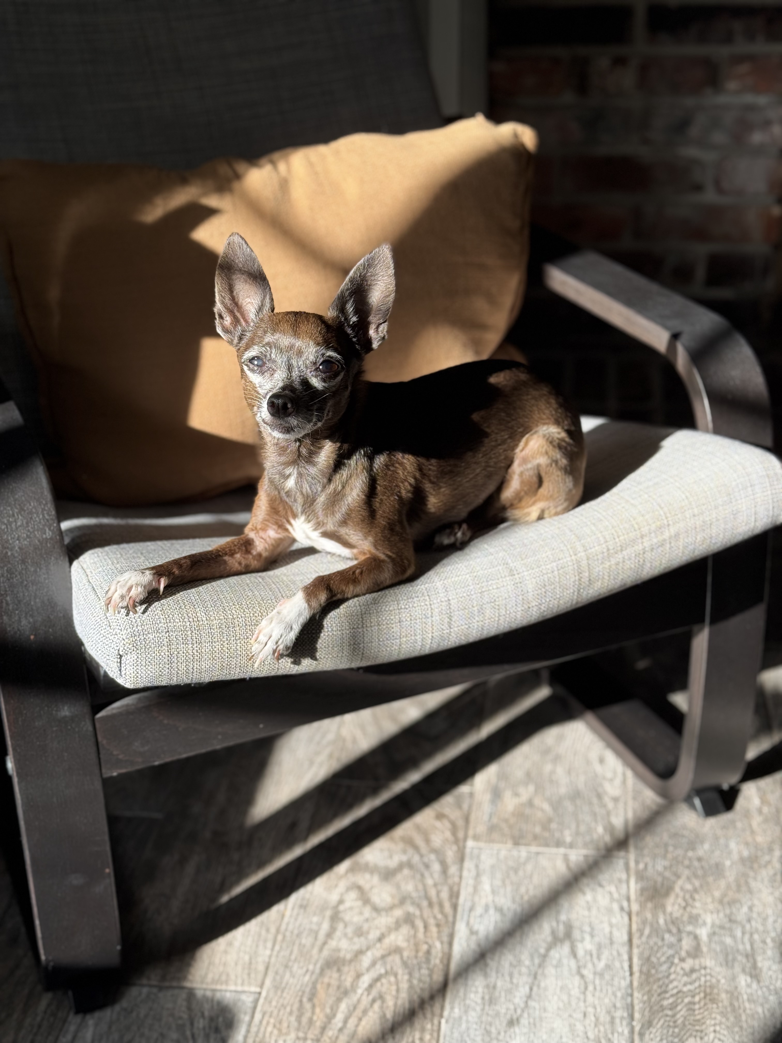 Lexi, a senior brown Chihuahua, resting on a patio chair in the sun