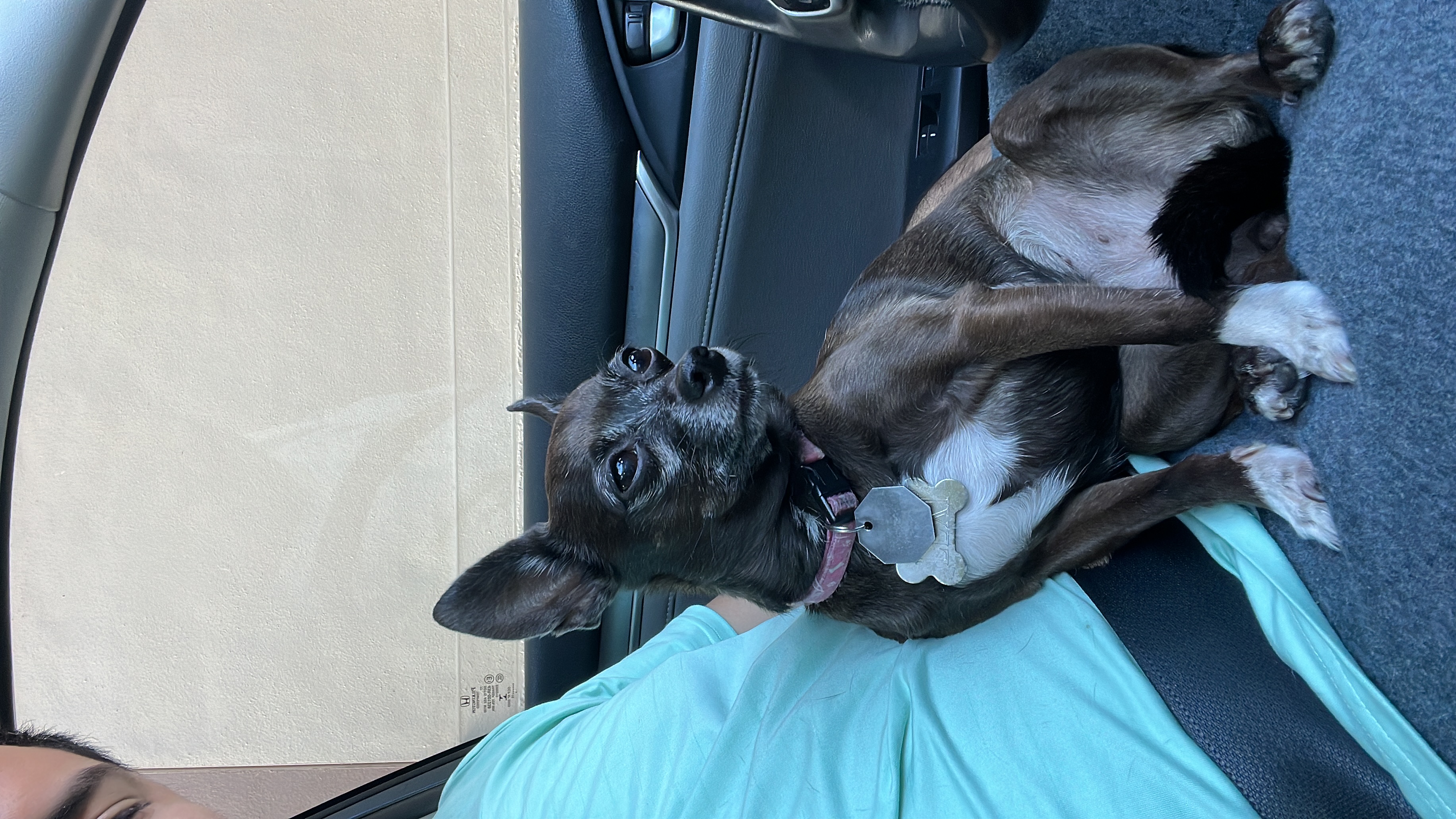 Lexi resting in a car seat, wearing her regular pink collar